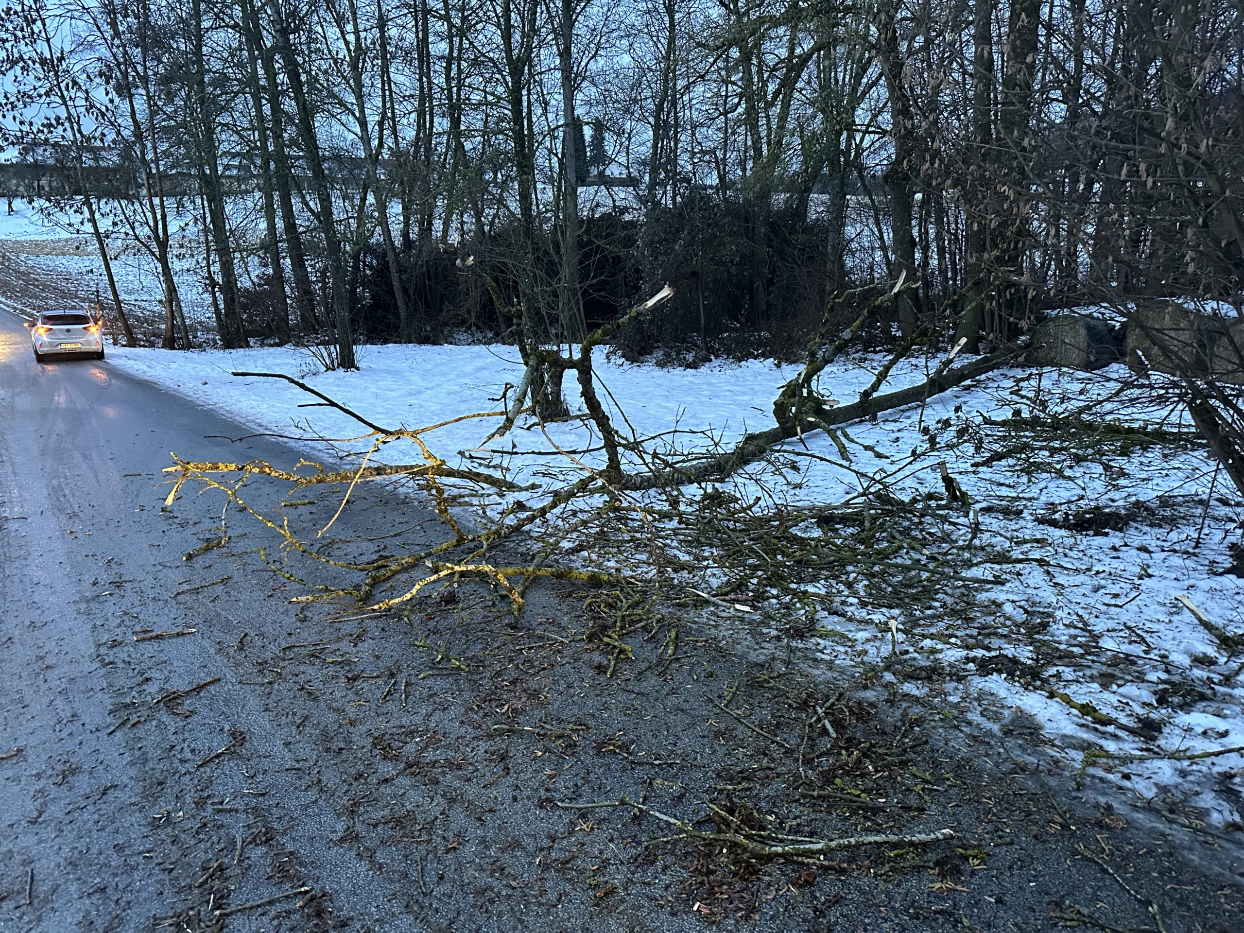 Baum über Straße